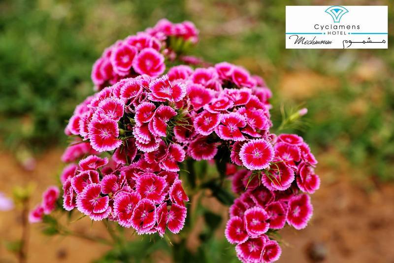 Cyclamens Mechmoum Hotel And Spa Hammamet Eksteriør bilde